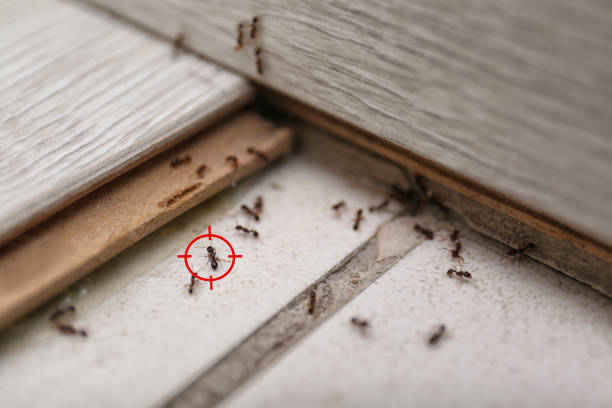 Watertown Town, MA Pest Control Company